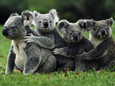 

Wildlife images posters for Room, Home and Office. Paper Print(18 inch X 12 inch, Rolled)