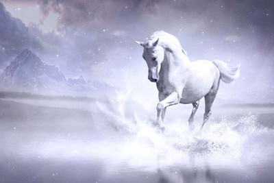 

Dreamy White Horse Paper Print(12 inch X 18 inch, Rolled)