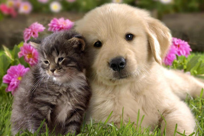

Just Cute - Cat And Dog Paper Print(12 inch X 18 inch, Streched)