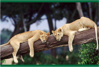 

Animals Paper Print(19 inch X 13 inch, Rolled)