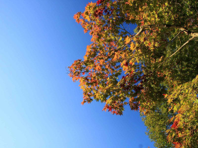

Posterhouzz Autumn Fine Art Print Poster Fine Art Print(12 inch X 18 inch, Rolled)