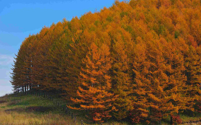 

Posterhouzz Autumn Fine Art Print Poster Fine Art Print(12 inch X 18 inch, Rolled)