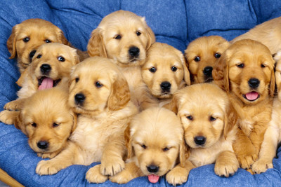 

Oshi - Lots of Puppies Paper Print(12 inch X 18 inch, Streched)