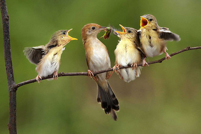 

Oshi - Hungry Sparrows Paper Print(12 inch X 18 inch, Stretched)