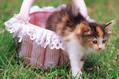 

Oshi - Cute Cat in the Basket Paper Print(12 inch X 18 inch, Stretched)