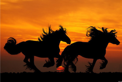 

Two Black Horse Poster Paper Print(13 inch X 19 inch, Rolled)