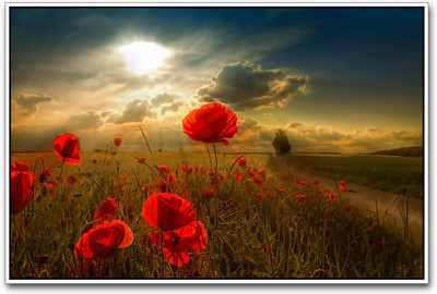 

Red Flowers in sunlight Paper Print(12 inch X 18 inch)