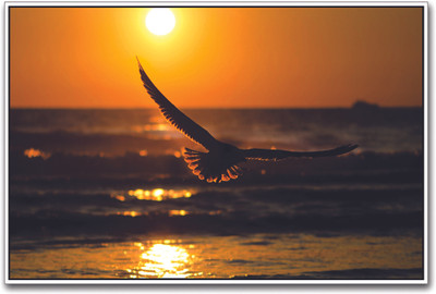 

Eagle Sunset Paper Print(12 inch X 18 inch)