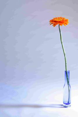 

Posterhouzz Flower Fine Art Print Poster Fine Art Print(18 inch X 12 inch, Rolled)