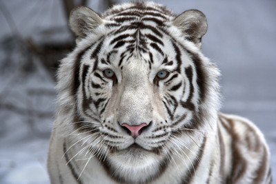 

Animal Canvas Art(24 inch X 36 inch)