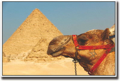 

Camel and pyramid in Egypt Fine Art Print(12 inch X 18 inch, Rolled)
