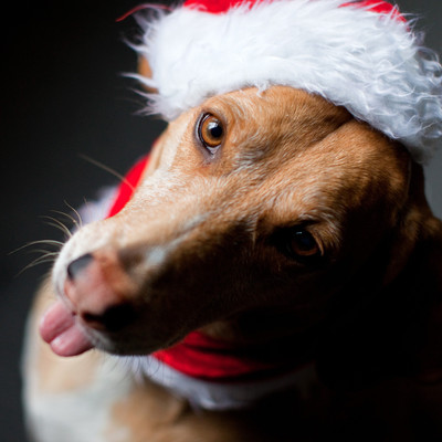 

Cute Dog With Santa Hat - Medium Size Ready To Frame Rolled Digital Art Print On Photographic Paper(18 inch X 18 inch, Rolled)