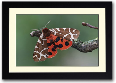 

Butterfly On A Tree Branch Fine Art Print(14 inch X 20 inch, Framed)