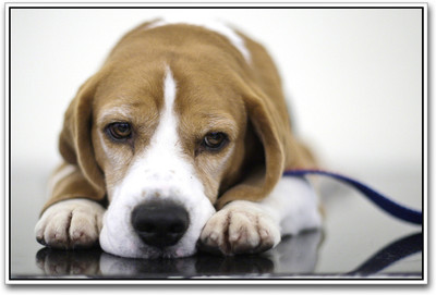 

Cute Dog Photographic Paper(12 inch X 18 inch)