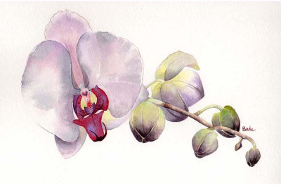 

Tallenge - Pleasant and a Pleasing Orchid - A3 Size Premium Quality Rolled Poster Paper Print(16.5 inch X 11.7 inch, Rolled)