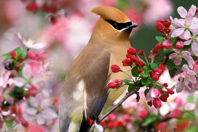 

Oshi - Beautiful Bird (8) Paper Print(12 inch X 18 inch, Stretched)