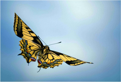 

insects Paper Print(19 inch X 13 inch, Rolled)