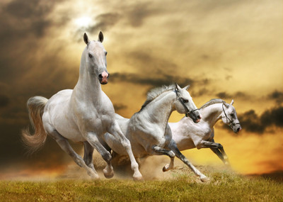 

Animal Canvas Art(32 inch X 48 inch)