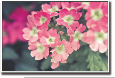 

Posterhouzz Pink flowers Fine Art Print(12 inch X 18 inch, Rolled)