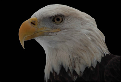 

Eagle Wallpaper Paper Print(13 inch X 19 inch, Rolled)