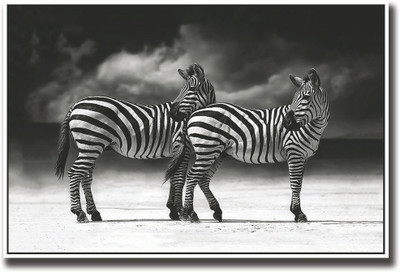 

Two Zebras Black and white Fine Art Print(12 inch X 18 inch, Rolled)