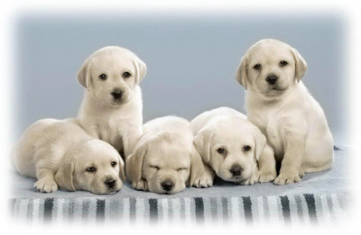 

Just Cute - Puppies Paper Print(12 inch X 18 inch)