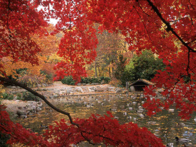 

Posterhouzz Autumn Fine Art Print Poster Fine Art Print(12 inch X 18 inch, Rolled)