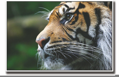 

Posterhouzz Tiger face Fine Art Print(12 inch X 18 inch, Rolled)