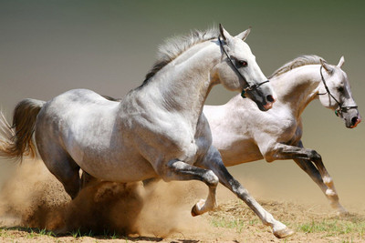 

Posterhouzz White Running Horses Poster Paper Print(12 inch X 18 inch, Rolled)