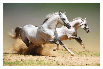 

WHITE HORSES A 12X18 INCHES Fine Art Print(12 inch X 18 inch)