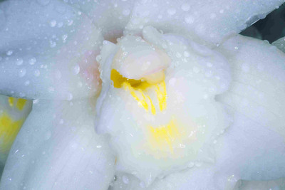 

Posterhouzz Flower Fine Art Print Poster Fine Art Print(12 inch X 18 inch, Rolled)