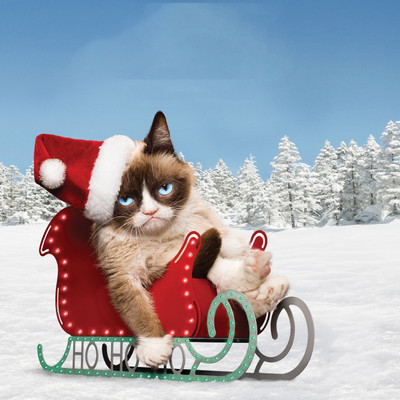 

Tallenge Christmas Collection - Grumpy Christmas Cat - Framed Photo Print For Gifting And Home And Office Décor On Photographic Paper(12 inch X 12 inch, Framed)