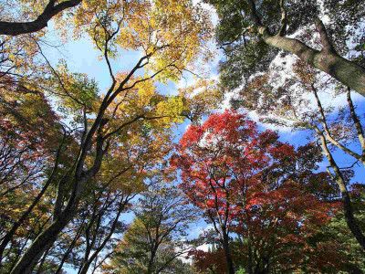 

Posterhouzz Autumn Fine Art Print Poster Fine Art Print(12 inch X 18 inch, Rolled)