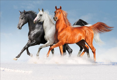 Horses Poster (Non Tearable Synthetic Material) 13x19 inch Fine Art Print(13 inch X 19 inch)