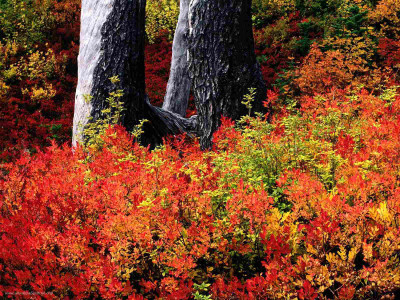 

Posterhouzz Autumn Fine Art Print Poster Fine Art Print(12 inch X 18 inch, Rolled)