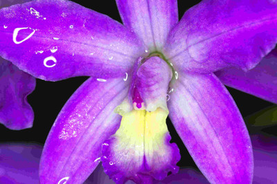 

Posterhouzz Flower Fine Art Print Poster Fine Art Print(12 inch X 18 inch, Rolled)