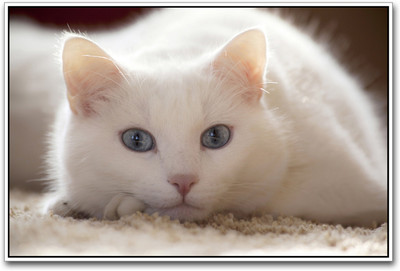 

Cute Cat Photographic Paper(12 inch X 18 inch)