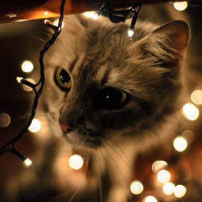 

Tallenge Christmas Collection - Cat And Lights - Framed Photo Print For Gifting And Home And Office Décor On Photographic Paper(12 inch X 12 inch, Framed)