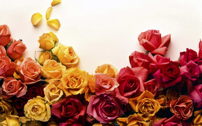 Posterhouzz Flower Fine Art Print Poster Fine Art Print(12 inch X 18 inch, Rolled)