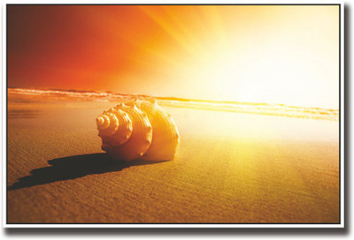 

Shell on sand Fine Art Print(12 inch X 18 inch, Rolled)