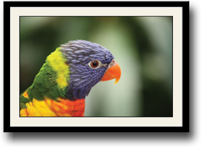 

Colourful Beautiful Bird Fine Art Print(10 inch X 14 inch, Framed)