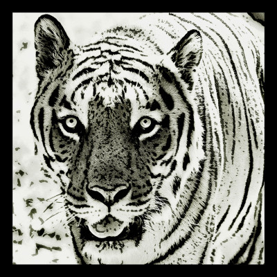 The stare Paper Print(20 inch X 20 inch) The stare Paper Print(20 inch X 20 inch)
