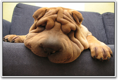 

Cute Dog Sleeping Photographic Paper(12 inch X 18 inch)