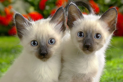 

Just Cute - Twins Paper Print(12 inch X 18 inch)