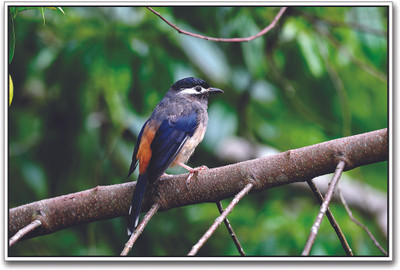 

White Eared Sibia Paper Print(12 inch X 18 inch)