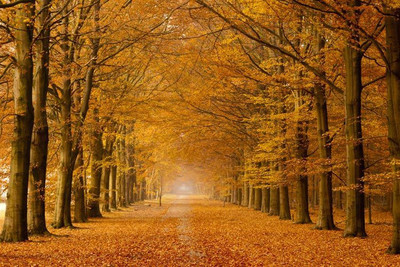 

Nature Fine Art Print(32 inch X 48 inch, Rolled)