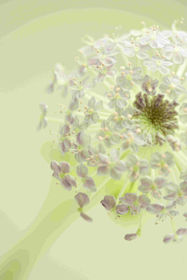 

Posterhouzz Flower Fine Art Print Poster Fine Art Print(18 inch X 12 inch, Rolled)