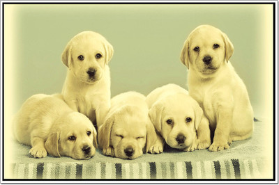 

Posterhouzz Dogs Poster Poster Fine Art Print(12 inch X 18 inch, Rolled)