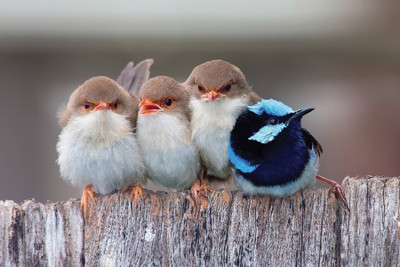 

TMS Cute four Birds Paper Print(12 inch X 18 inch, Rolled)
