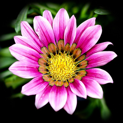 50% OFF on Colourful Flowers 112 Canvas Art(40 inch X 40 inch)